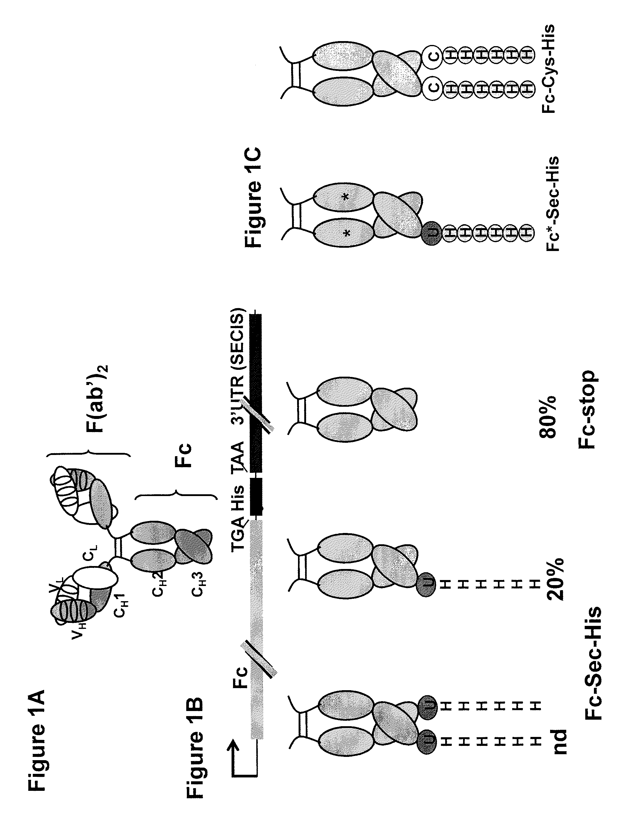 Selenocysteine mediated hybrid antibody molecules