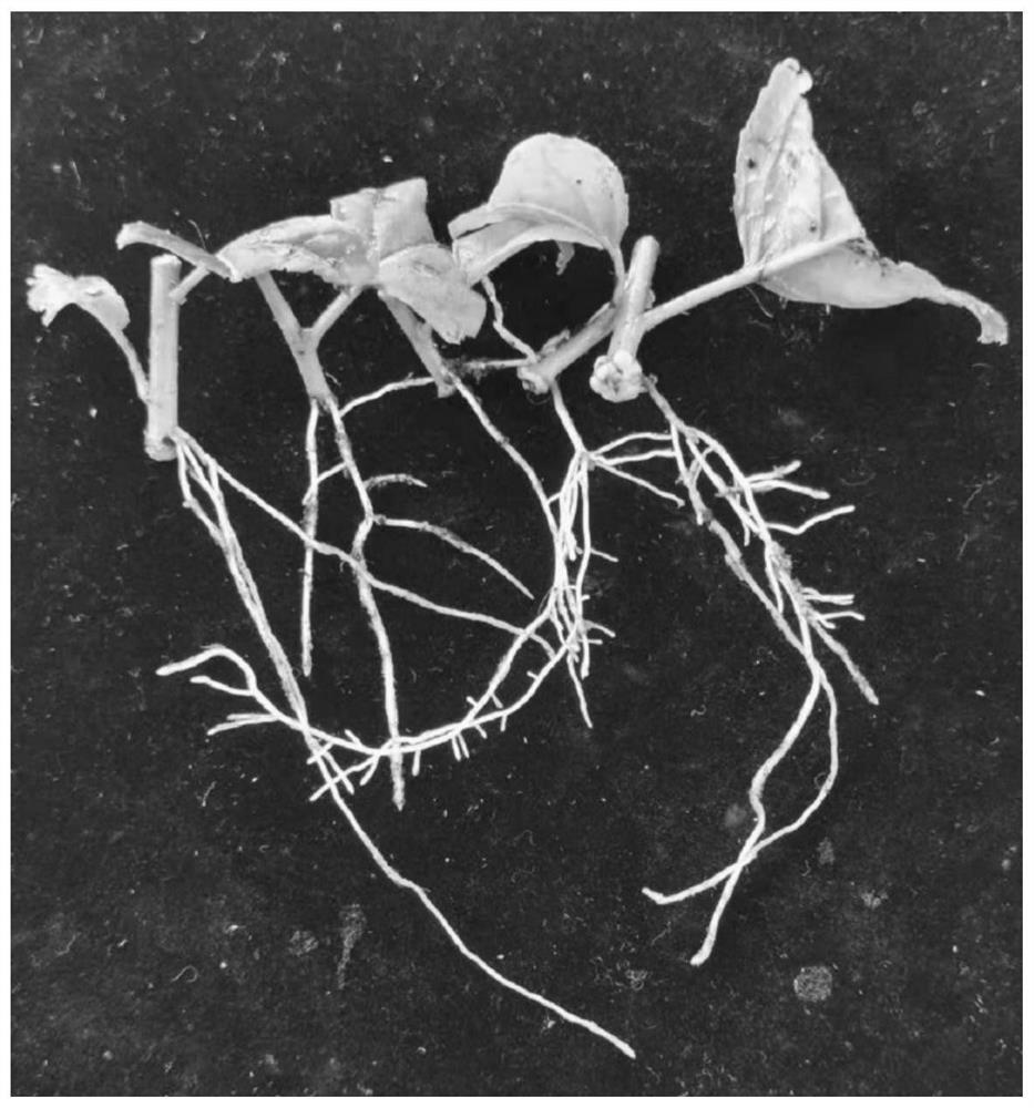 Low-cost rapid micropropagation method for excellent eucommia ulmoides seedlings