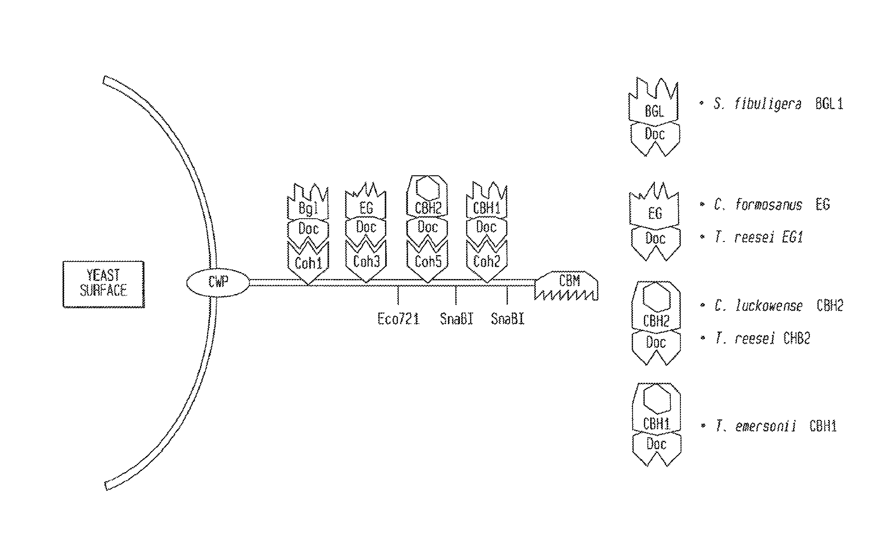 Yeast cells expressing an exogenous cellulosome and methods of using the same