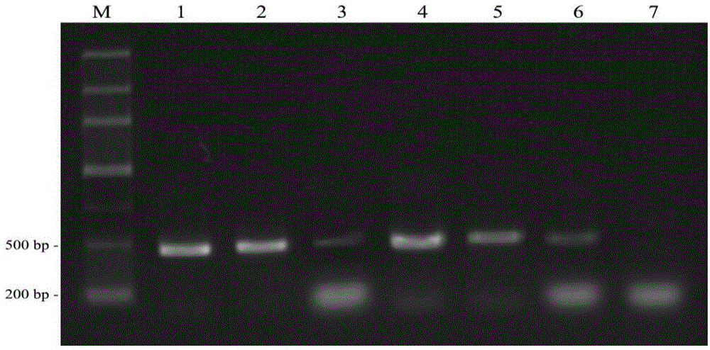 Method for detecting pine xylophilus, detection primers and lamp detection kit thereof