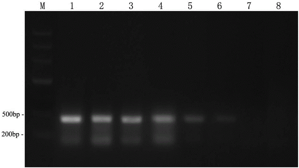 Method for detecting pine xylophilus, detection primers and lamp detection kit thereof