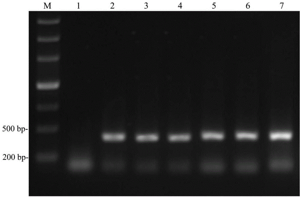 Method for detecting pine xylophilus, detection primers and lamp detection kit thereof