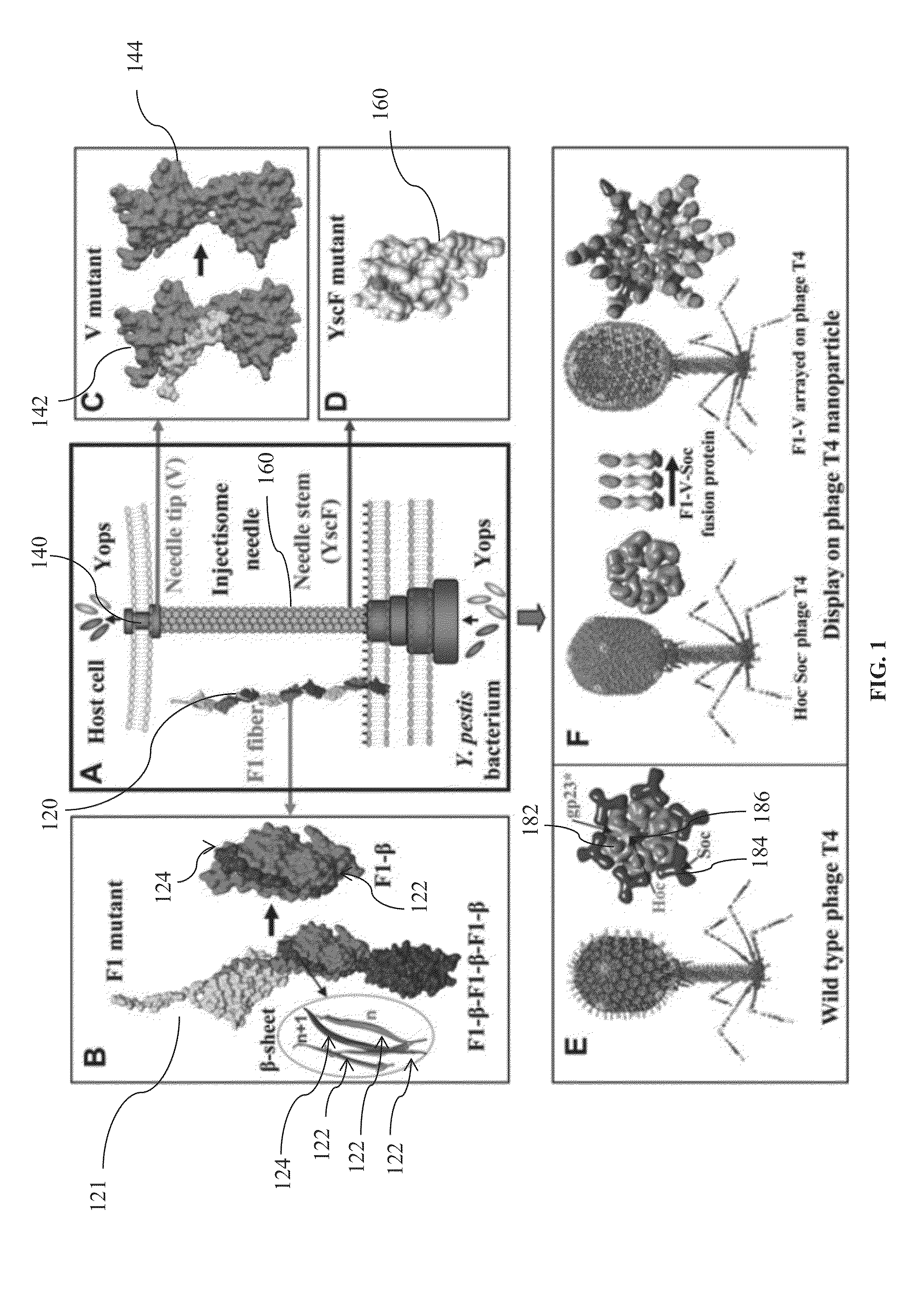 Mutated and bacteriophage t4 nanoparticle arrayed f1-v immunogens from yersinia pestis as next generation plague vaccines