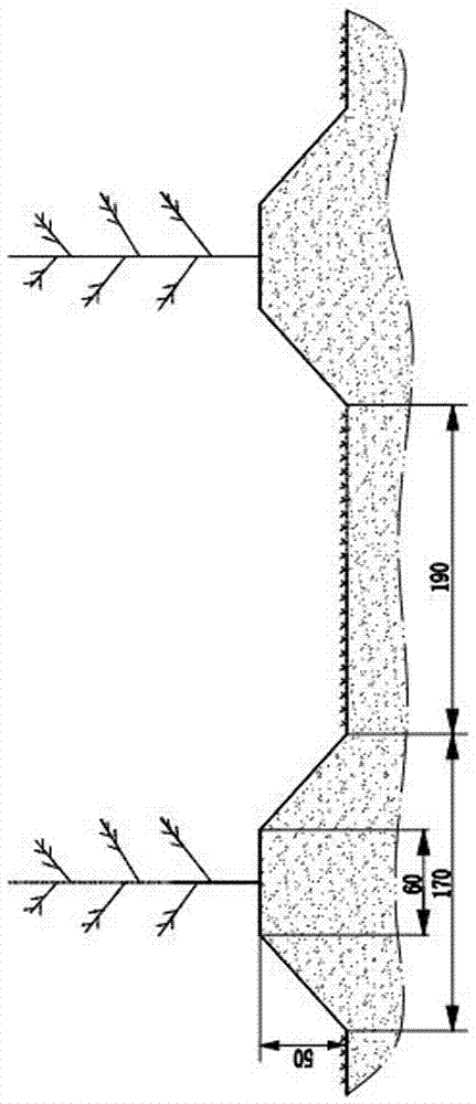 Winter peach high-ridge wide-trench ecological plantation method