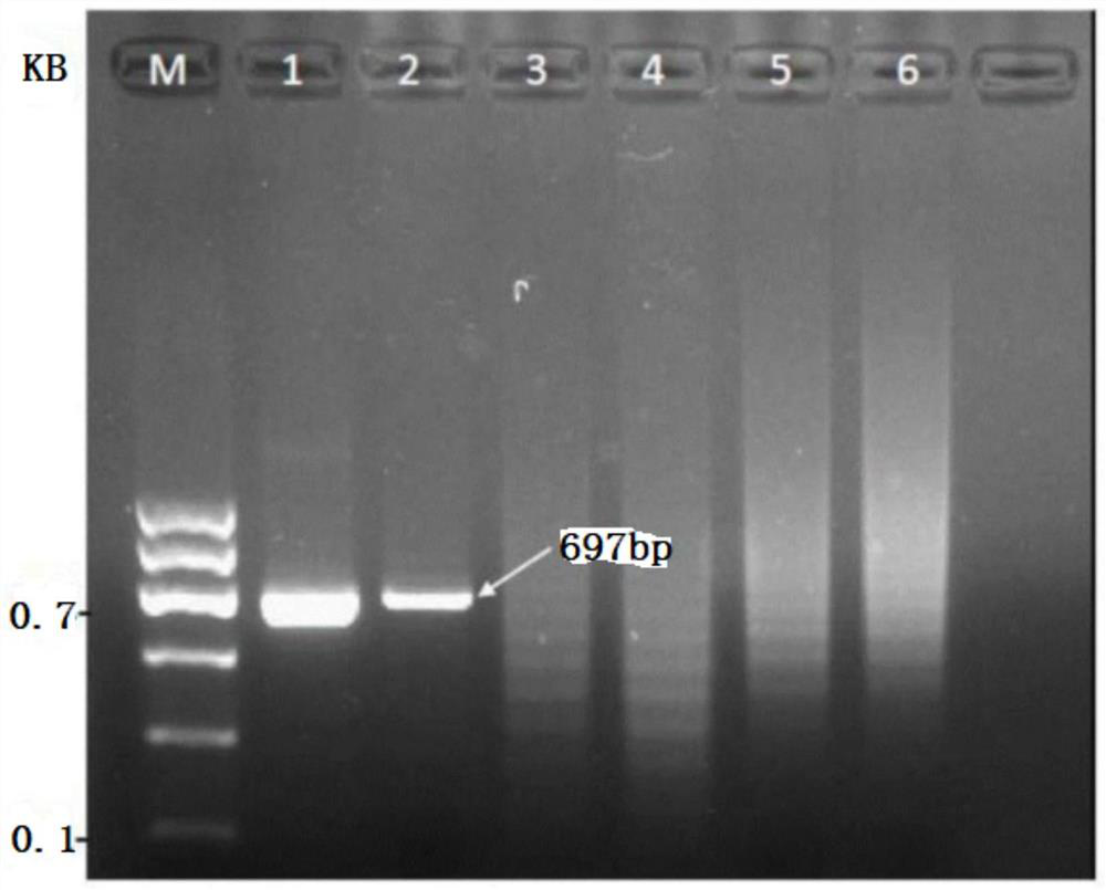 Safflower mosaic disease pathogen detection and identification method