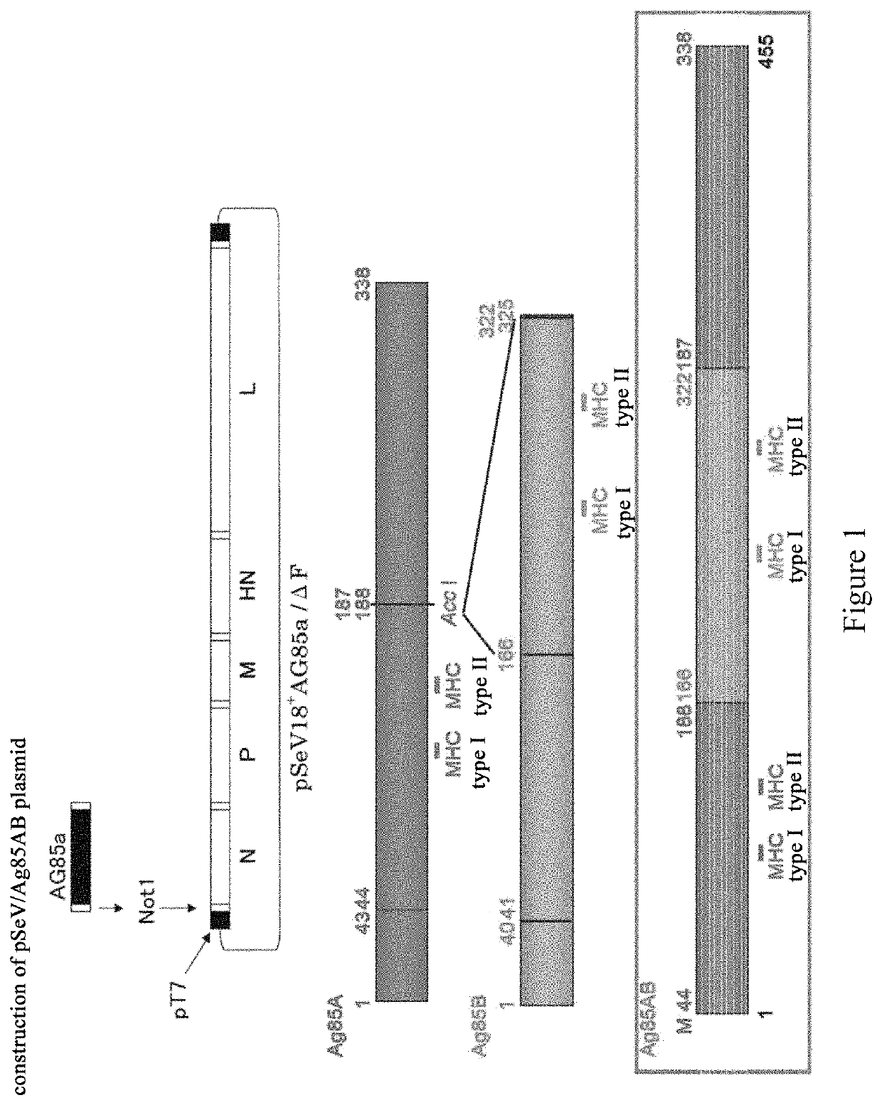 Anti-<i>Mycobacterium tuberculosis </i>vaccine using sendai virus as vector