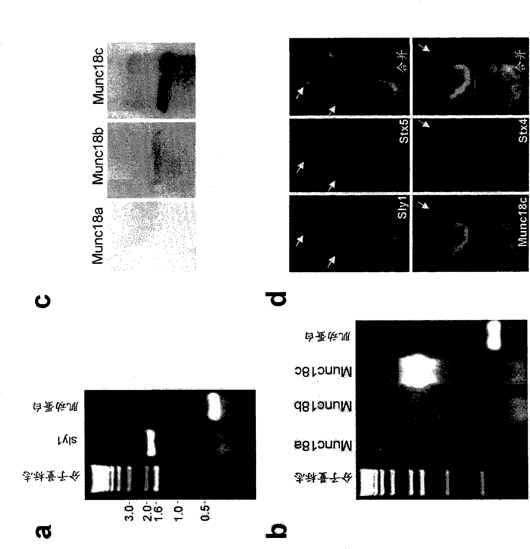 SM-protein based secretion engineering