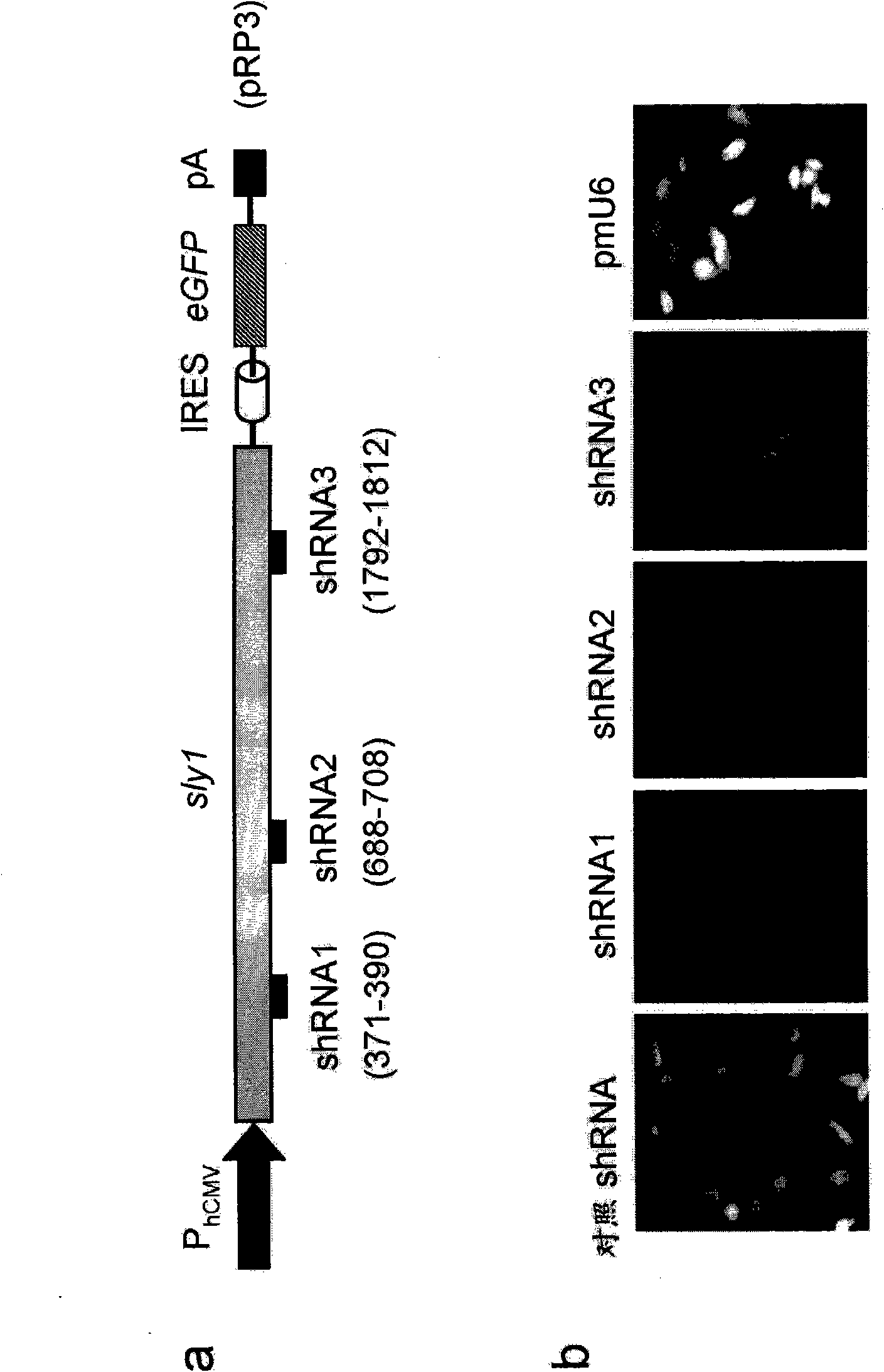 SM-protein based secretion engineering