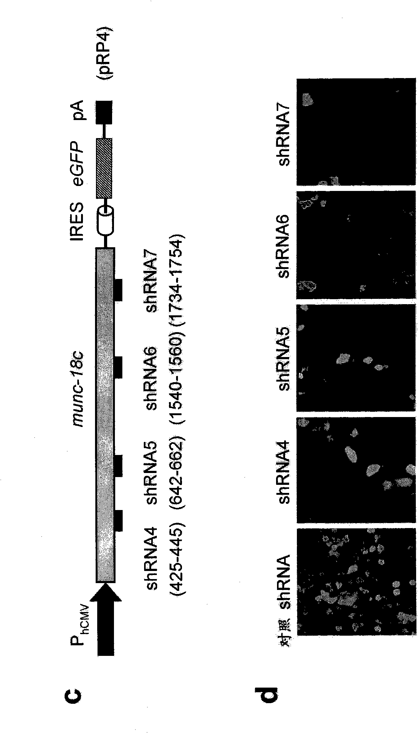 SM-protein based secretion engineering