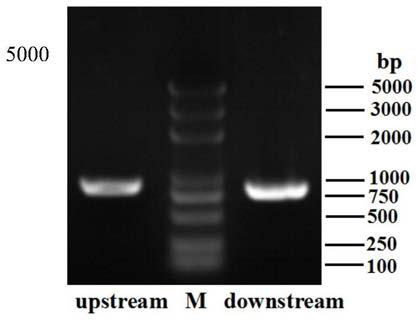 The rpsl mutant gene of Riemerella anatipestifer and its application