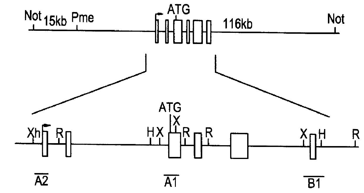 Methods of performing homologous recombination based modification of nucleic acids in recombination deficient cells and use of the modified nucleic acid products thereof