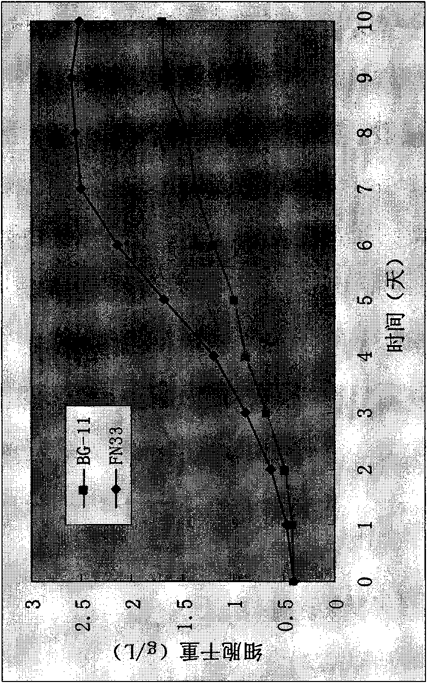 Domestication method for microcoleus vaginatus and application thereof