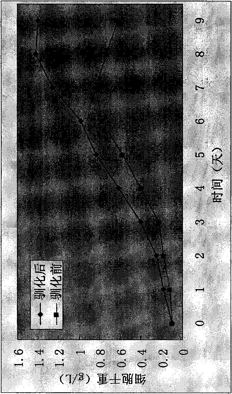 Domestication method for microcoleus vaginatus and application thereof