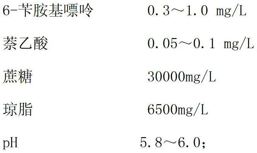 Breeding method of gerbera jamesonii homozygote plant