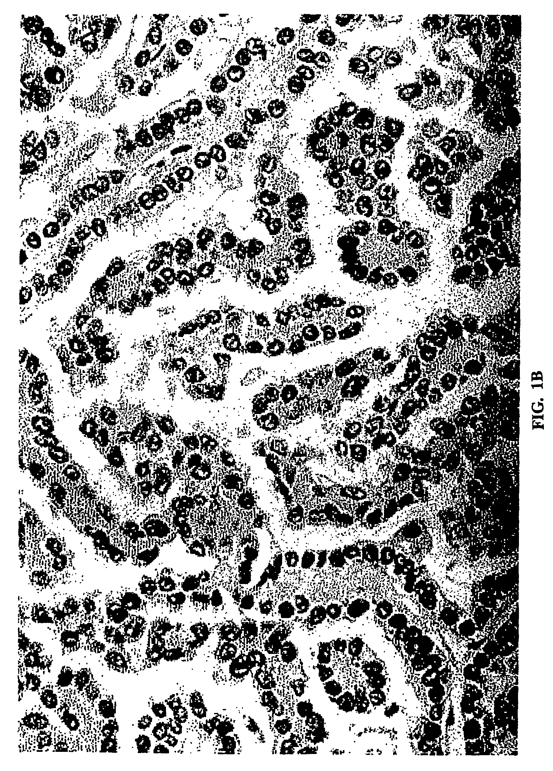 Feline bronchioloalveolar lung carcinoma xenograft and cell line