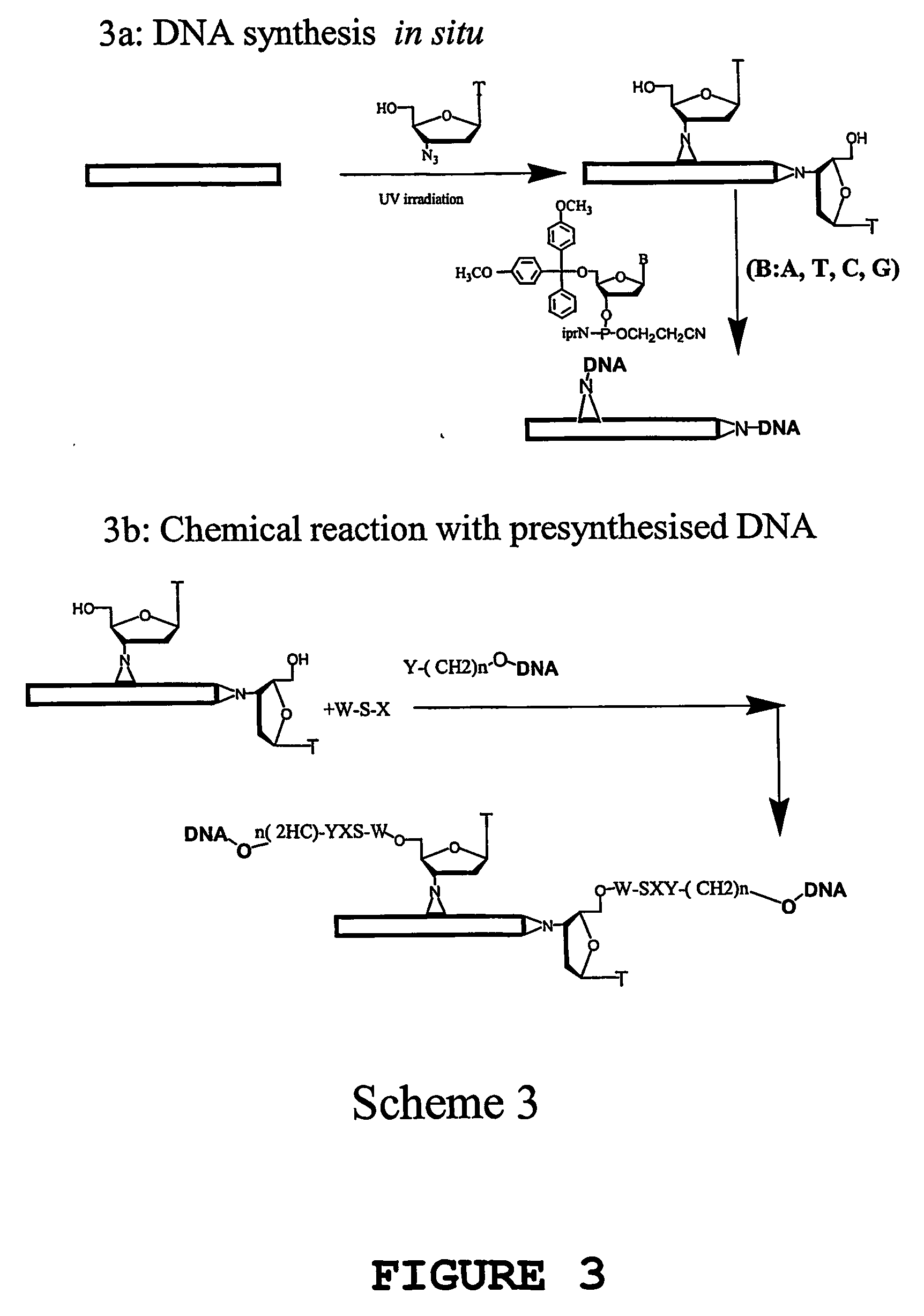 Methods for the chemical and physical modification of nanotubes, methods for linking the nanotubes, methods for the directed positioning of nanotubes, and uses thereof