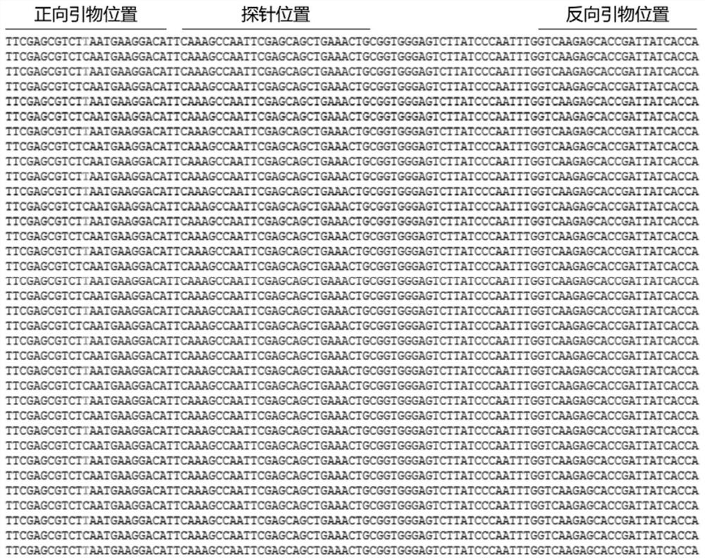 Fluorescent RT-PCR reagent and method for detecting influenza A virus, influenza B virus and coronavirus SARS-CoV-2