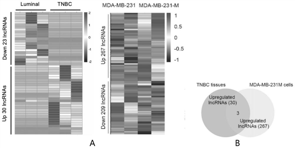 Tumor treatment nano-drug for targeting Trop2 protein on tumor cell surface and preparation method of tumor treatment nano-drug