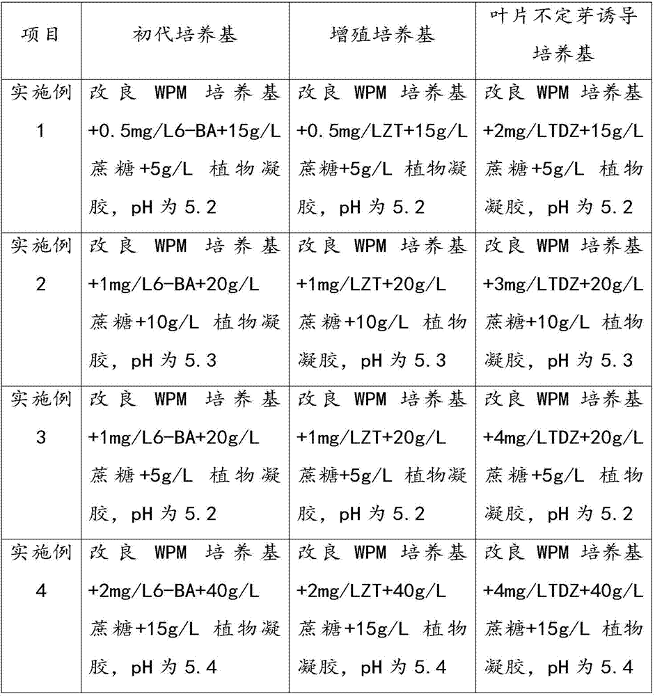 Regeneration culture medium for blueberry tissue culture as well as culture method and application of regeneration culture medium