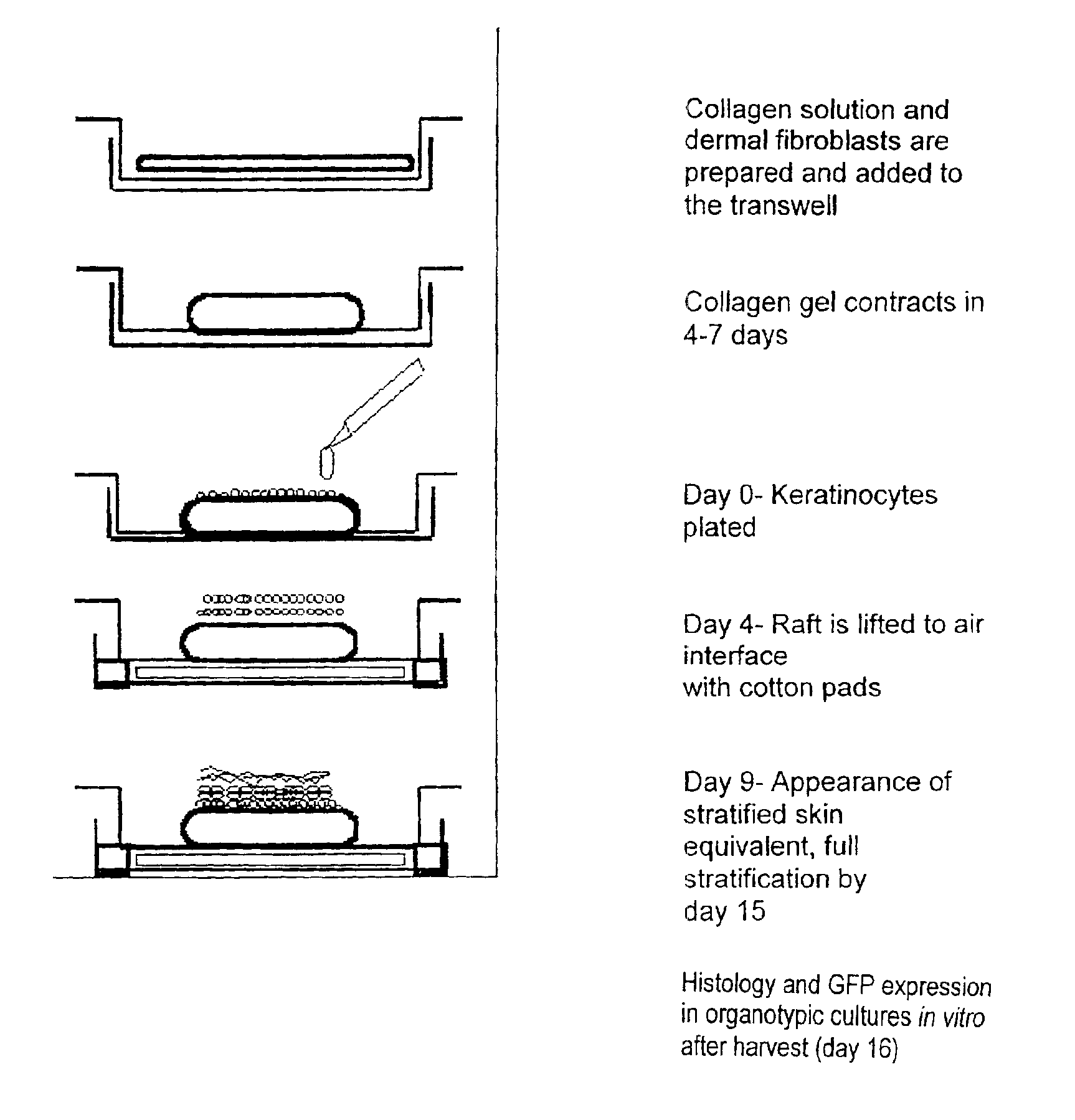 Method and composition for skin grafts