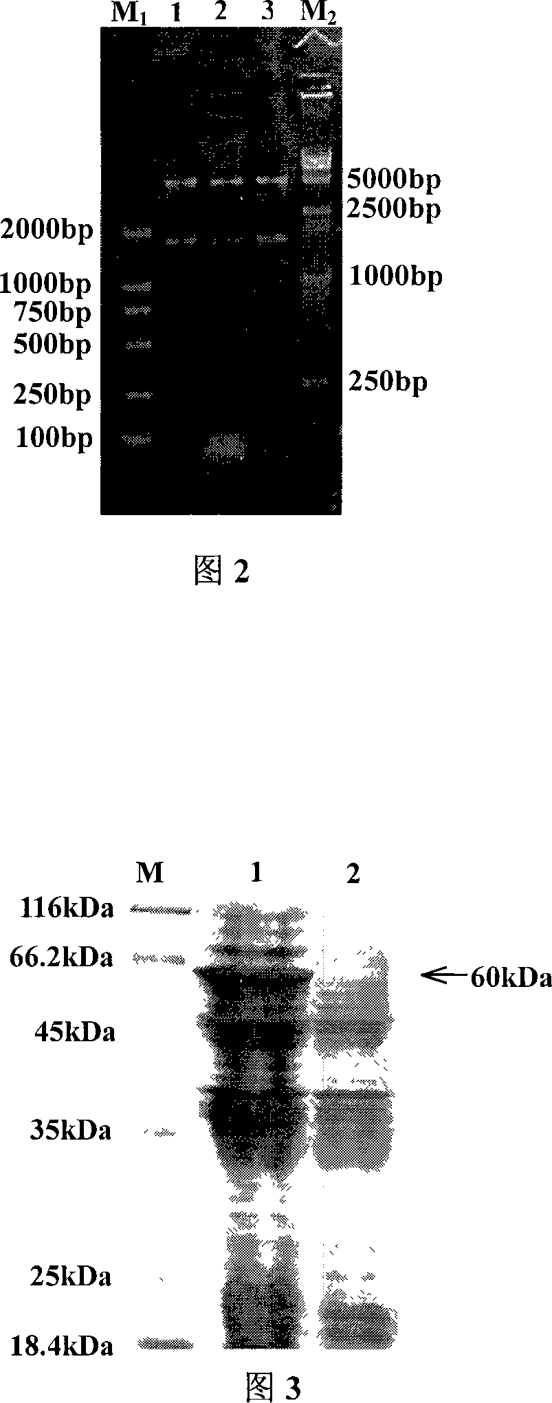 Recombinant strain for expression of enterotoxin colibacillus adhesin gene and its application in vitelline antibody fodder