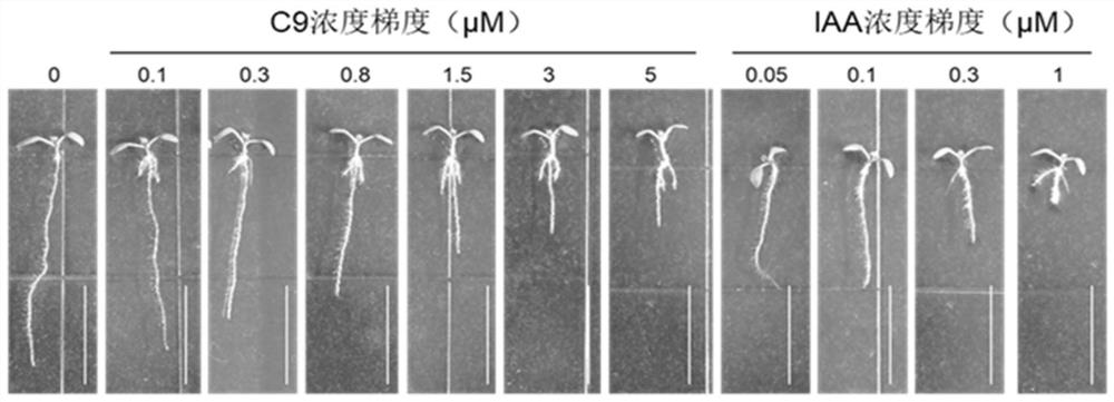 Application of Small Molecular Compounds in Promoting Plant Growth and Development