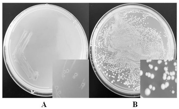 Compound microecological preparation for breeding stichopus japonicus and inhibiting pathogenic vibrio