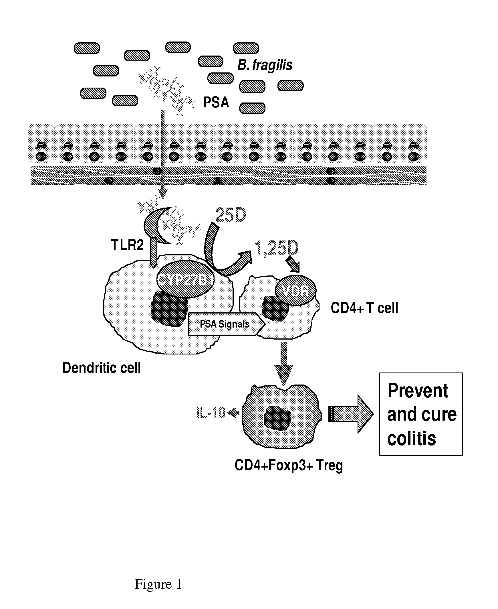 Combinatorial vitamin d and probiotic therapy for inflammatory bowel disease