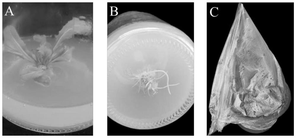 A kind of high-frequency Chinese cabbage isolated tissue culture method