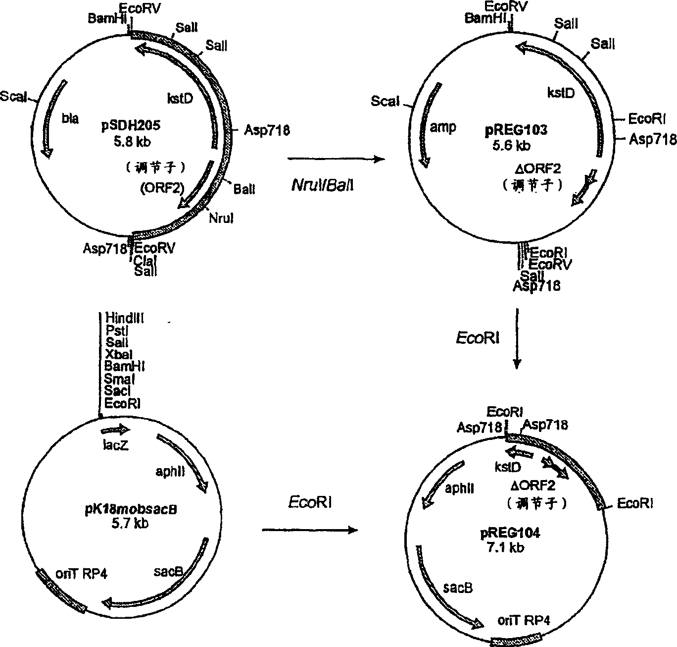 New expression system from rhodococcus