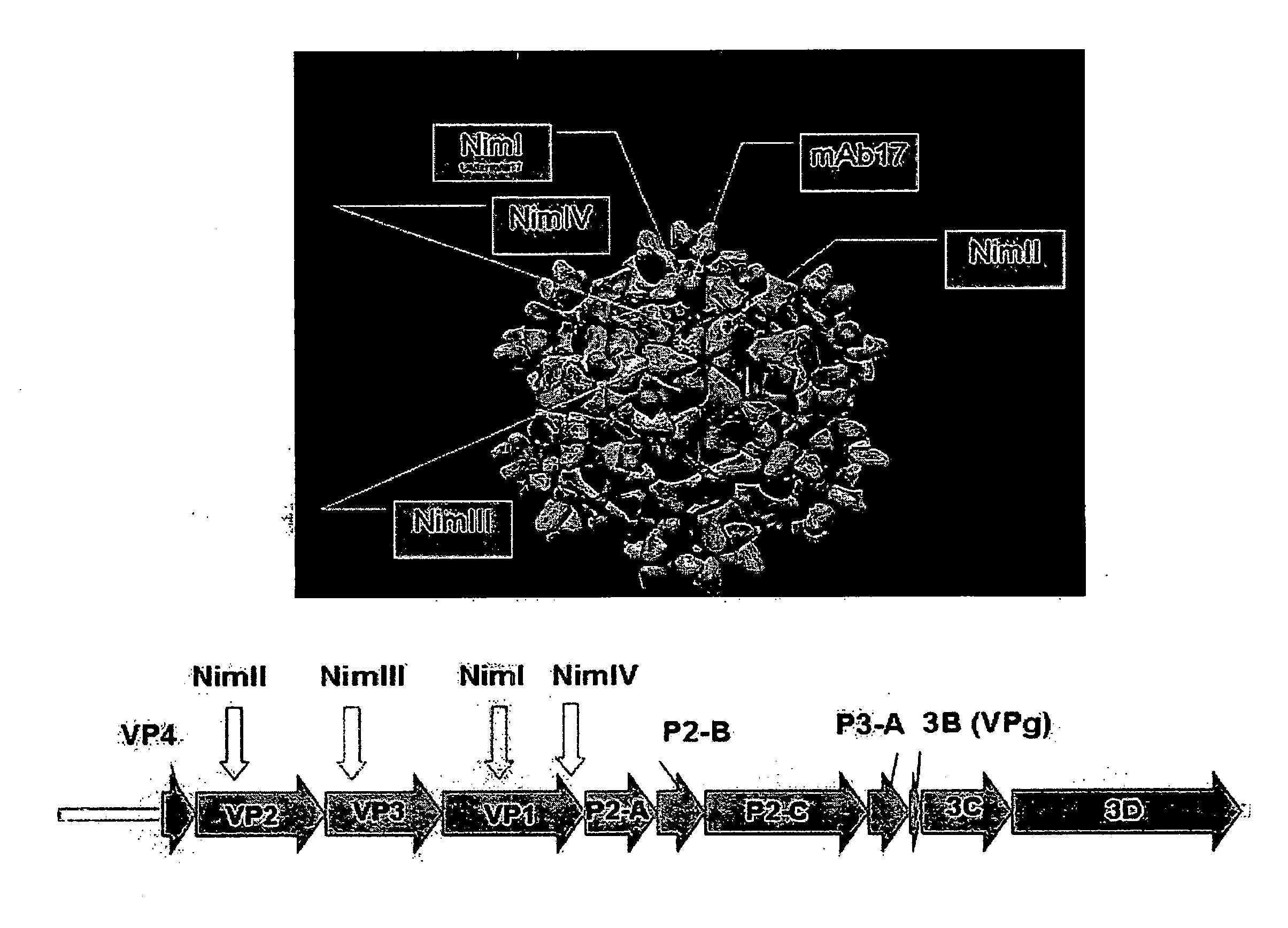 Recombinant Rhinovirus Vectors