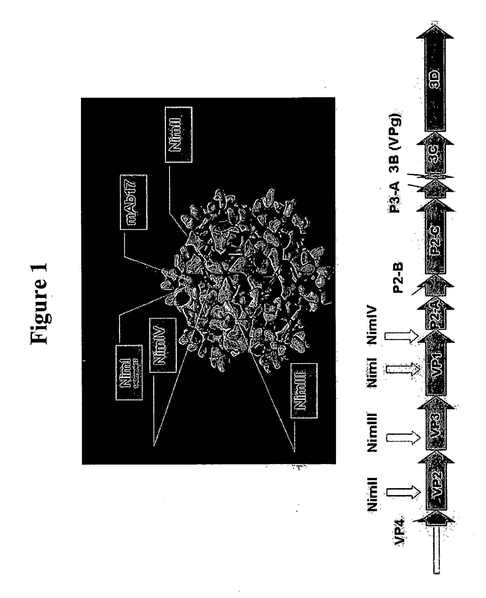 Recombinant Rhinovirus Vectors