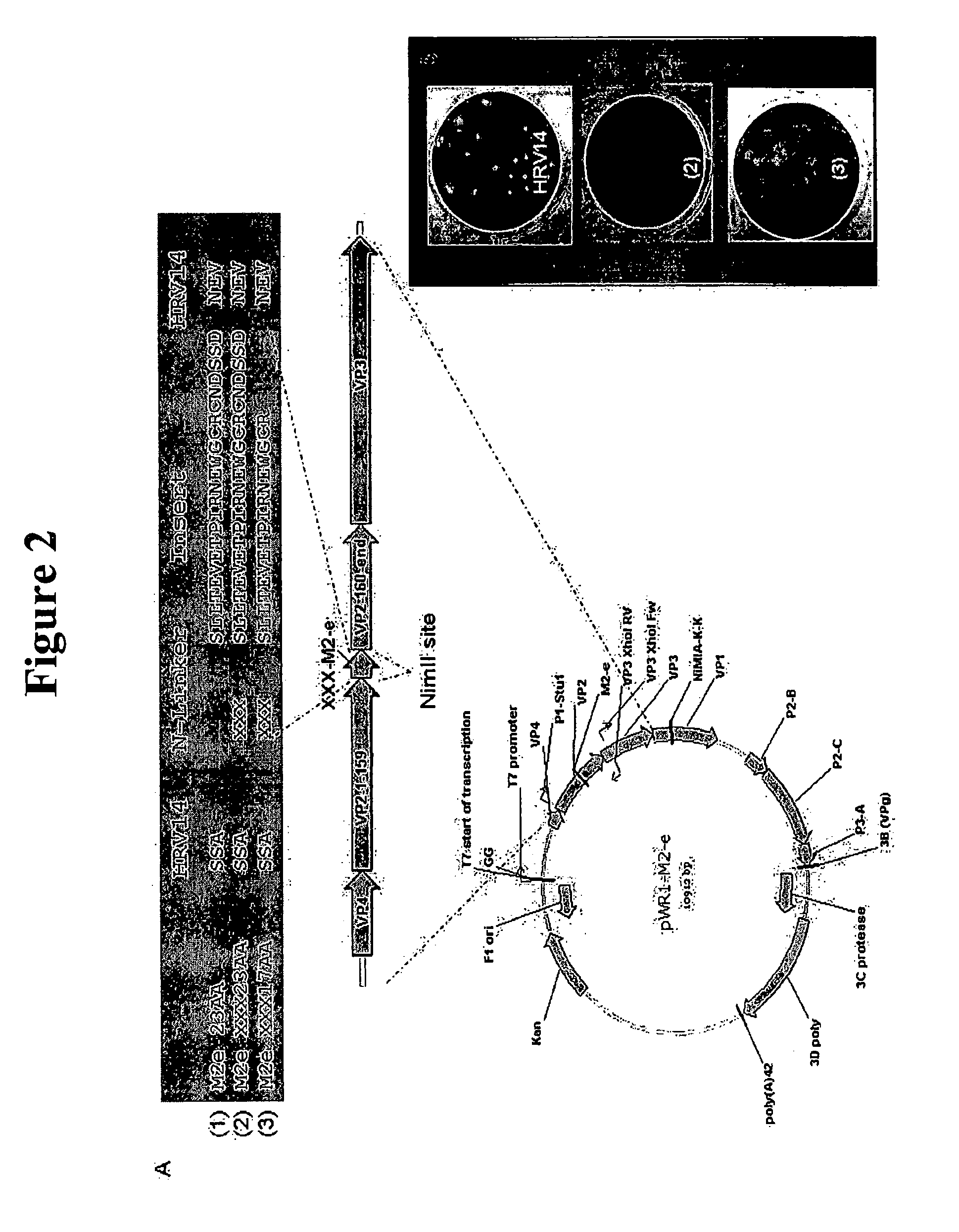 Recombinant Rhinovirus Vectors