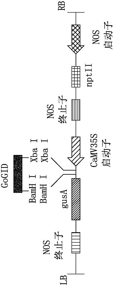 Method for transforming medicago sativa by aid of galega orientalis gibberellin receptor genes GoGID