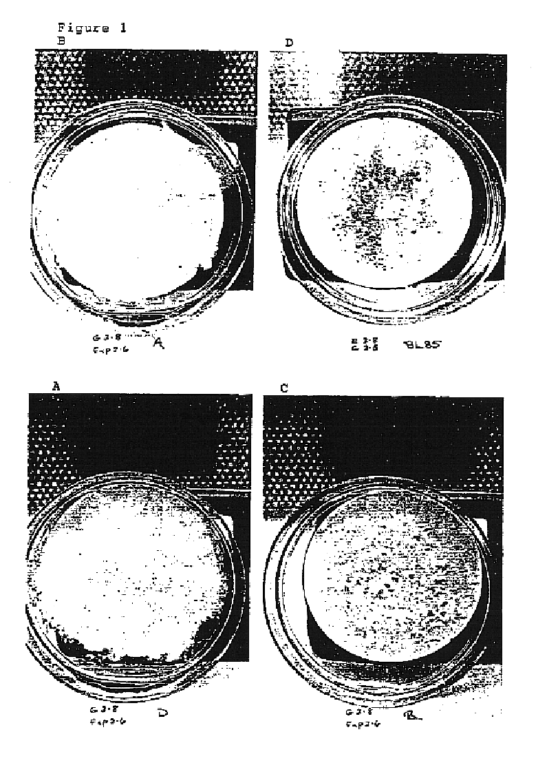 Method for maturation of conifer somatic embryos