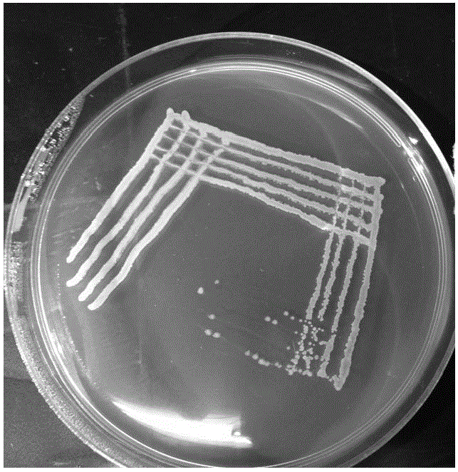 Peanut plant growth promoting bacteria HS3 and application thereof