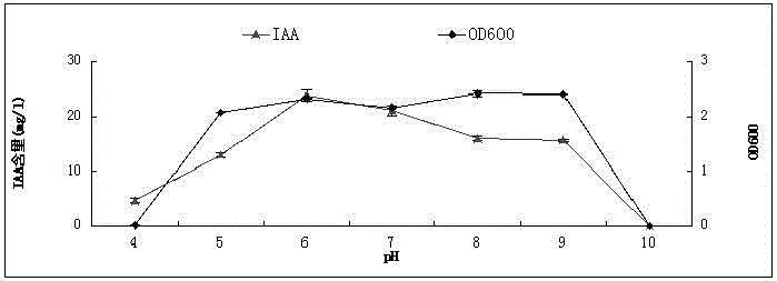 Peanut plant growth promoting bacteria HS3 and application thereof