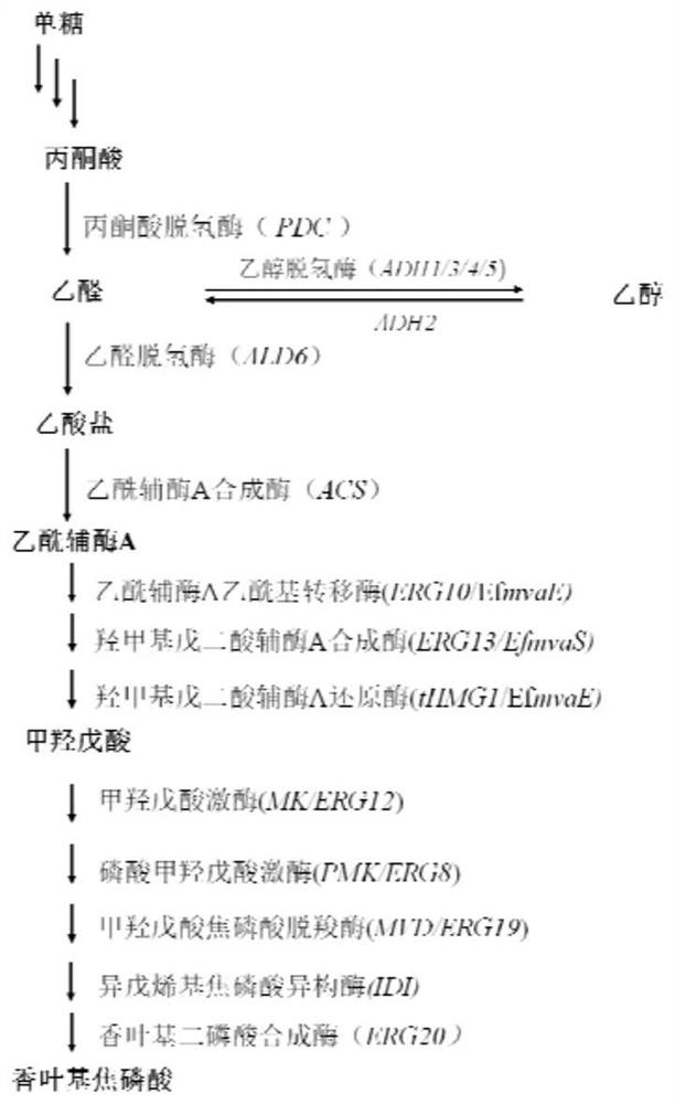 Method for producing heterologous cannabichromenol using Saccharomyces cerevisiae