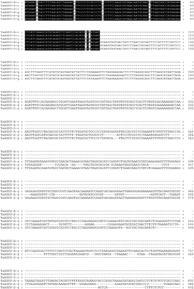 Method for detecting TaAGPS gene allelic variation relevant to thousand kernel weight