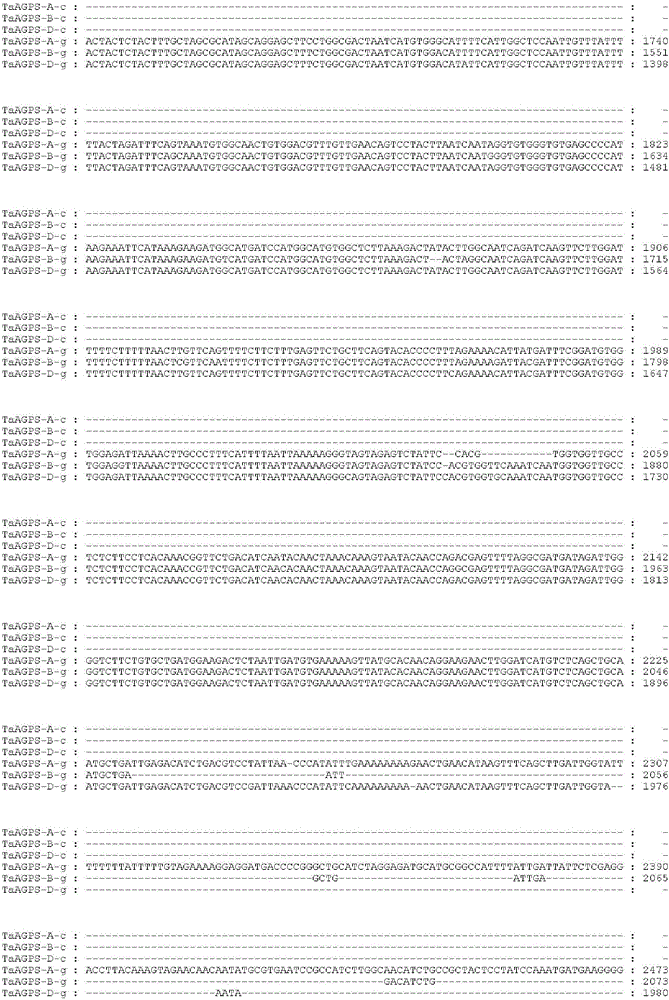 Method for detecting TaAGPS gene allelic variation relevant to thousand kernel weight