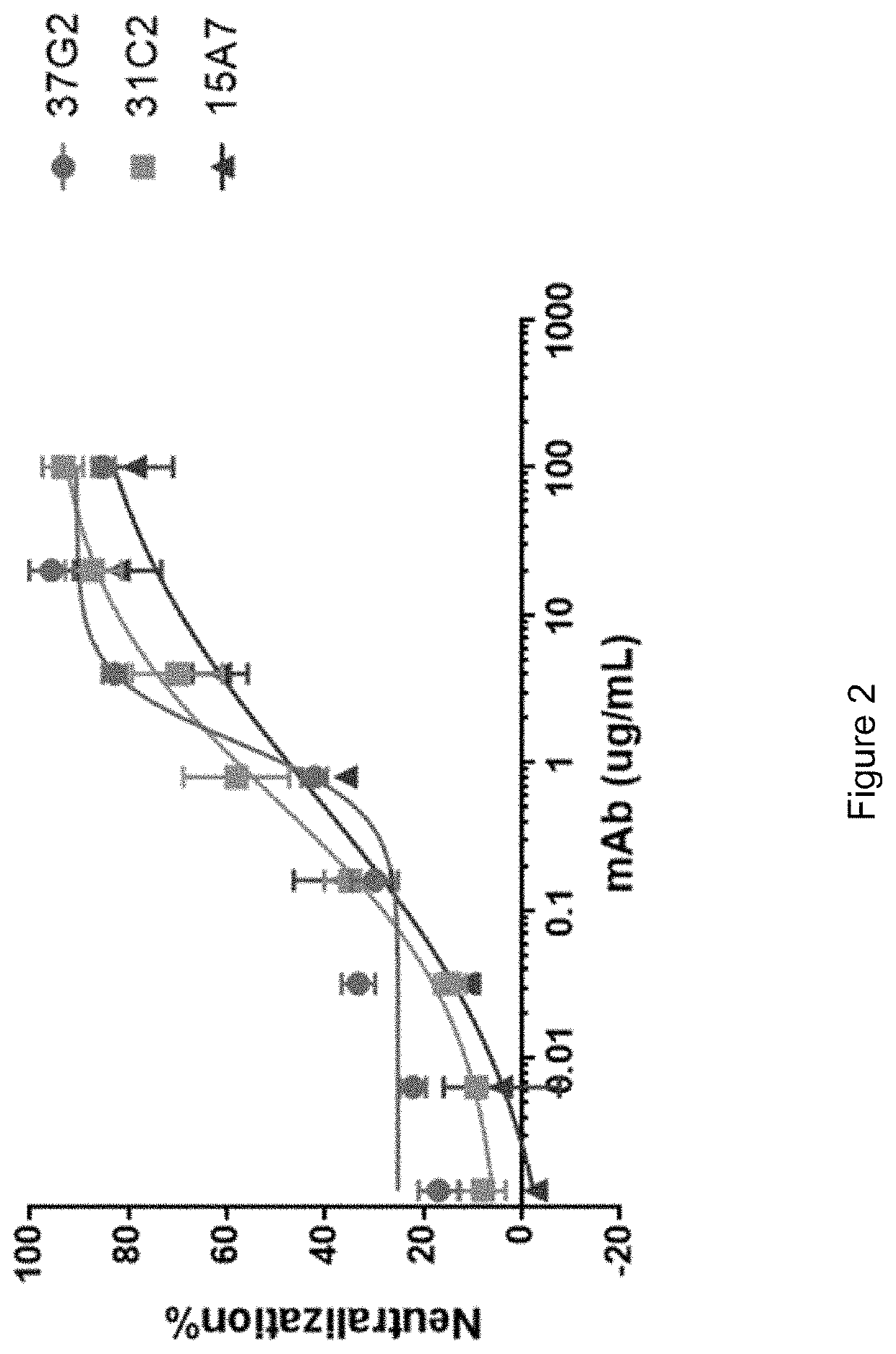 Expression vector for anti-SARS-CoV-2 neutralizing antibodies