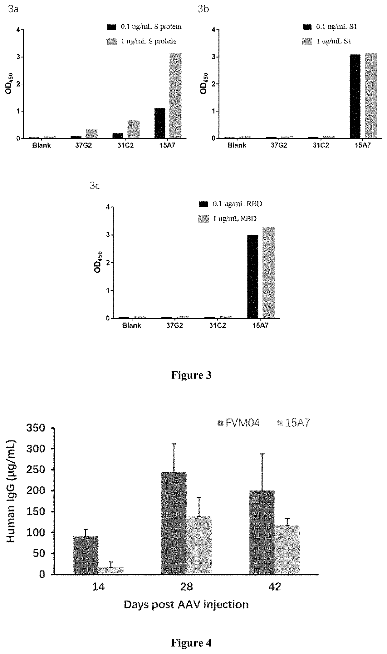 Expression vector for anti-SARS-CoV-2 neutralizing antibodies