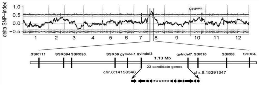 Indel molecular marker gyIndel3 closely linked with all-female characters of chieh-qua and application of Indel molecular marker gyIndel3