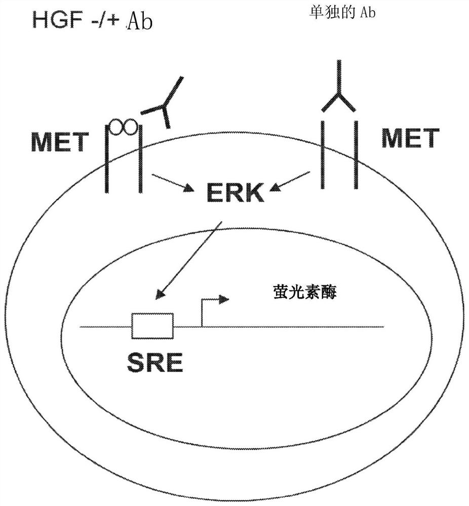 Methods of treating ocular cancer using Anti-met antibodies and bispecific antigen binding molecules that bind met