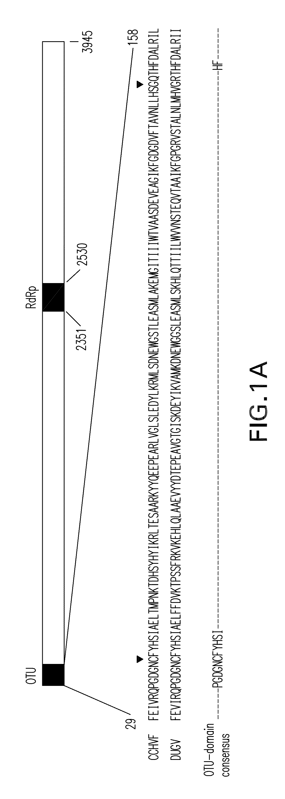 Methods of preventing and treating viral infections by inhibiting the deISGylation activity of OTU domain-containing viral proteins