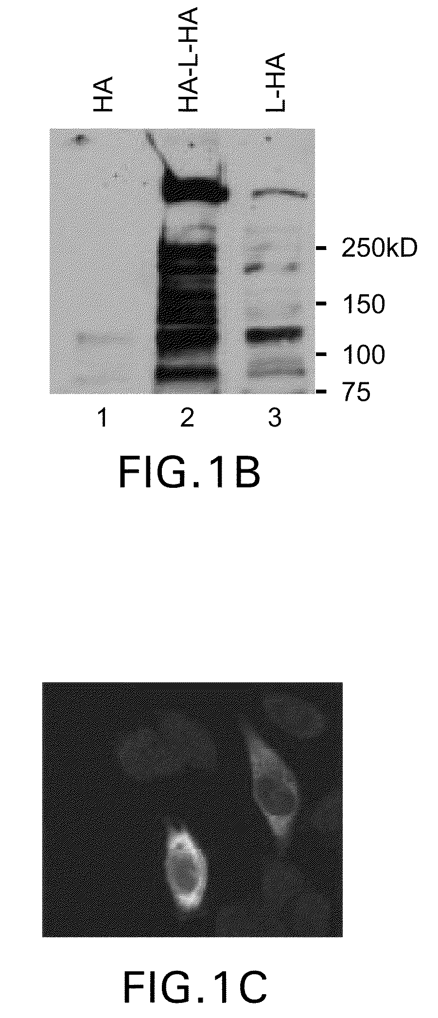 Methods of preventing and treating viral infections by inhibiting the deISGylation activity of OTU domain-containing viral proteins