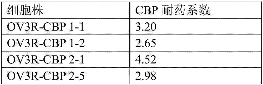 Carboplatin-resistant ovarian cancer cell line and application thereof