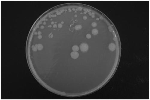 A strain of bacteria that efficiently degrades glyphosate