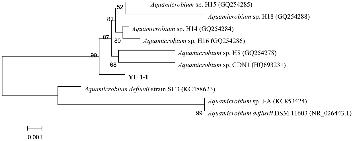 A strain of bacteria that efficiently degrades glyphosate