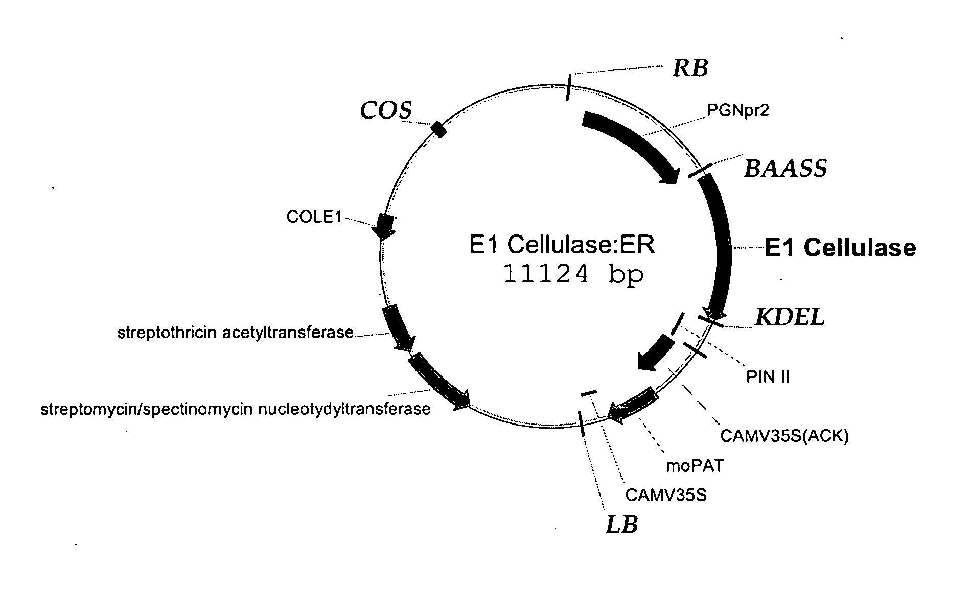 Commercial production of polysaccharide degrading enzymes in plants and methods of using same